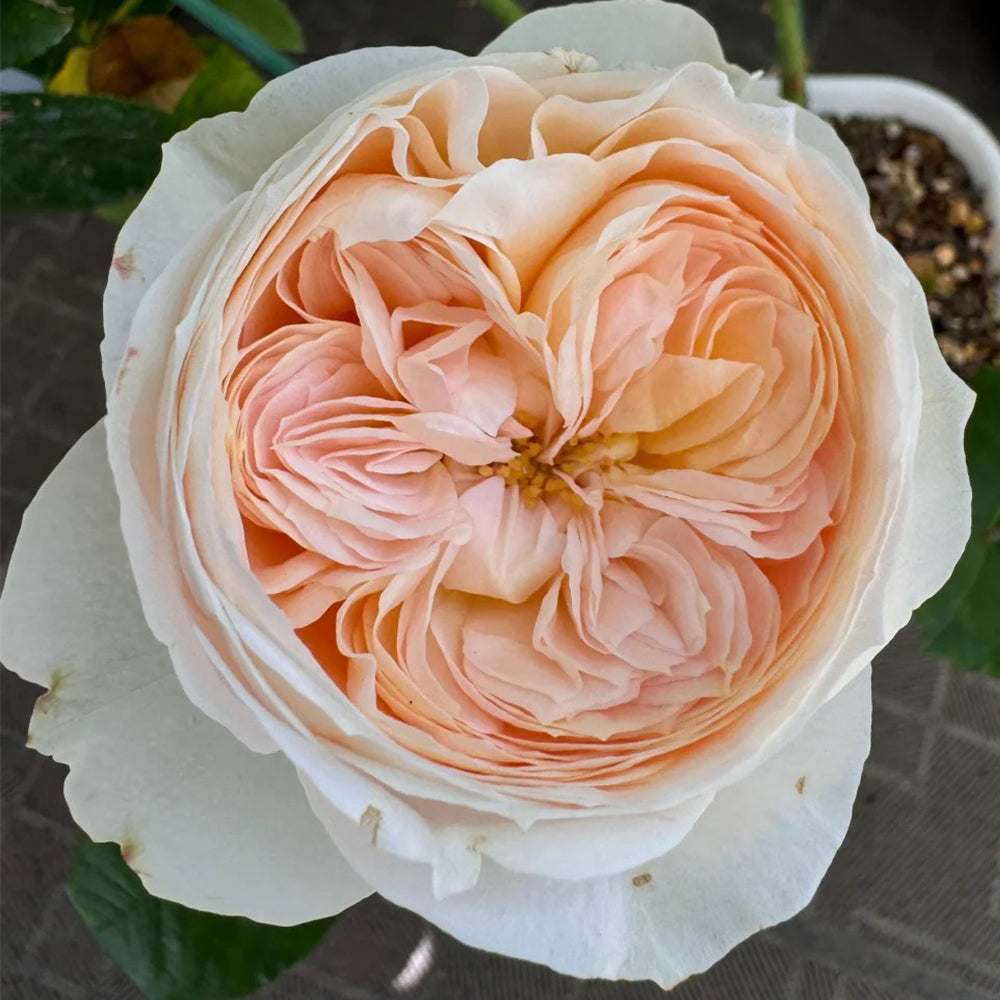 Dutch Florist Shrub Rose Inspired by Emma Woodhouse