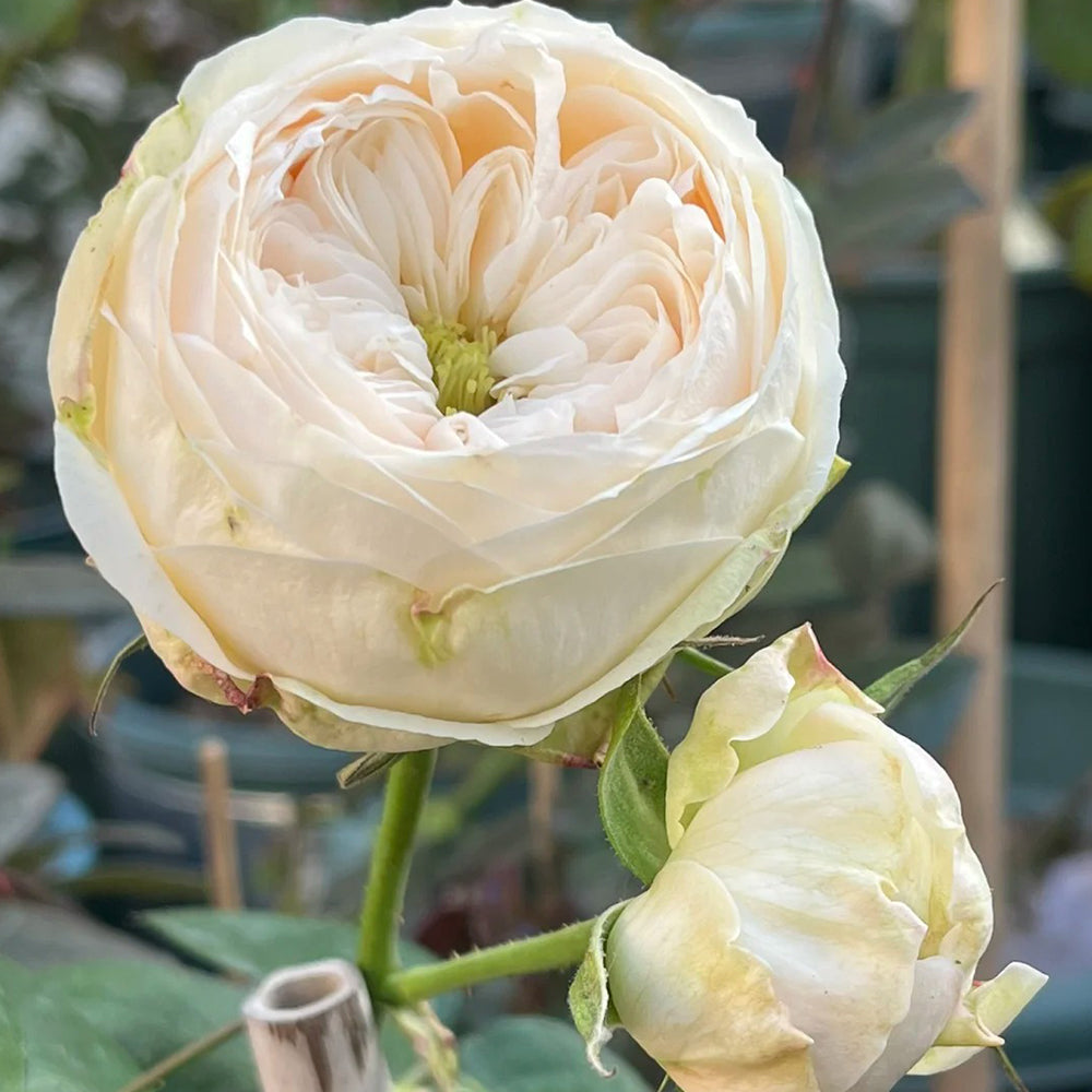 Dutch Florist Shrub Rose Inspired by Emma Woodhouse