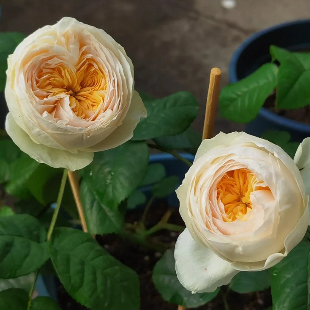 Dutch Florist Shrub Rose Inspired by Emma Woodhouse