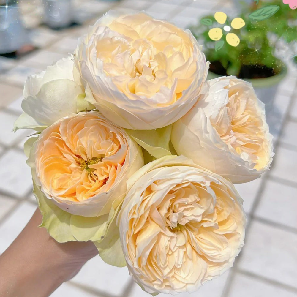 Dutch Florist Shrub Rose Inspired by Emma Woodhouse