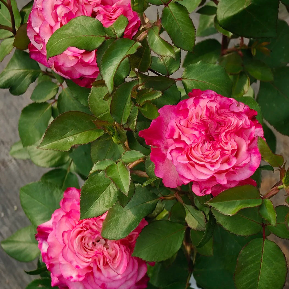 Enchantment Florist Shrub Rose