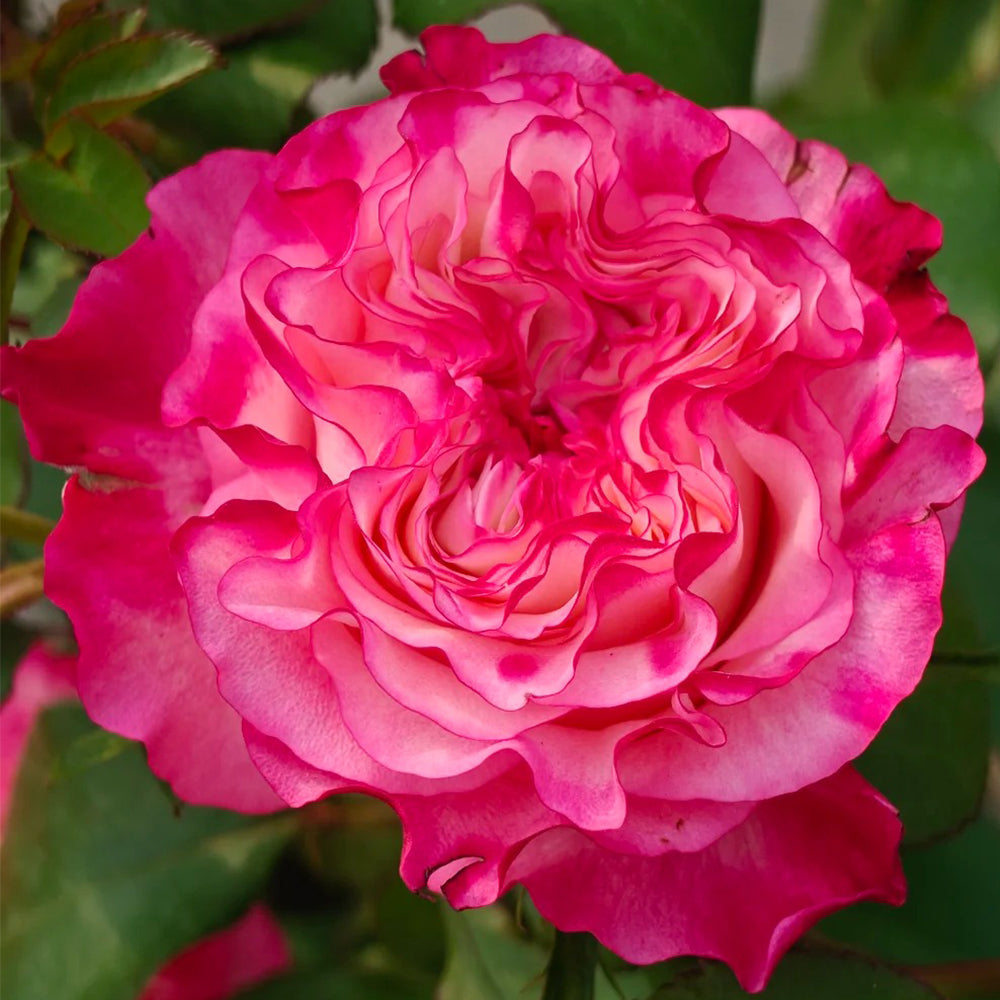Enchantment Florist Shrub Rose