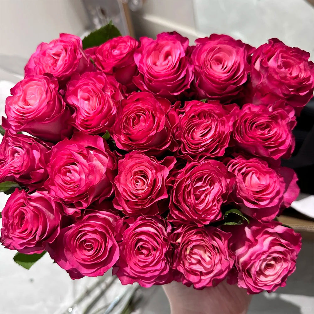 Enchantment Florist Shrub Rose