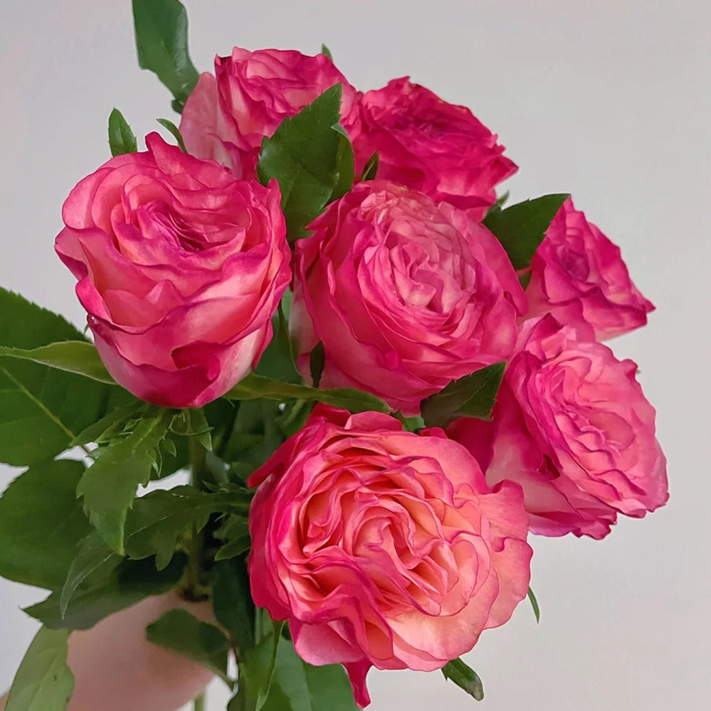 Enchantment Florist Shrub Rose