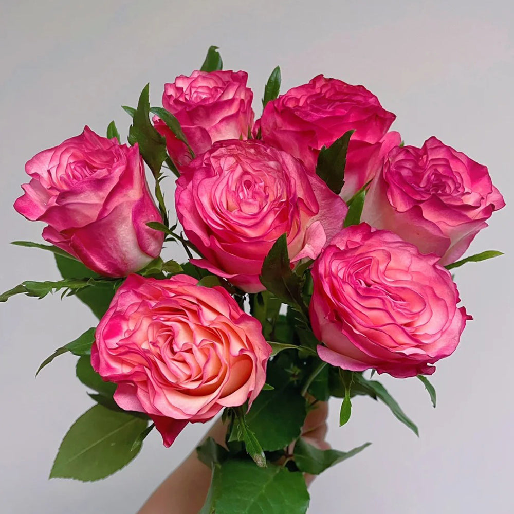 Enchantment Florist Shrub Rose