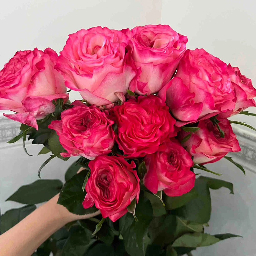 Enchantment Florist Shrub Rose