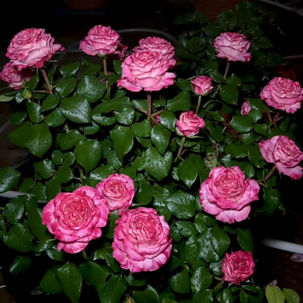 Enchantment Florist Shrub Rose