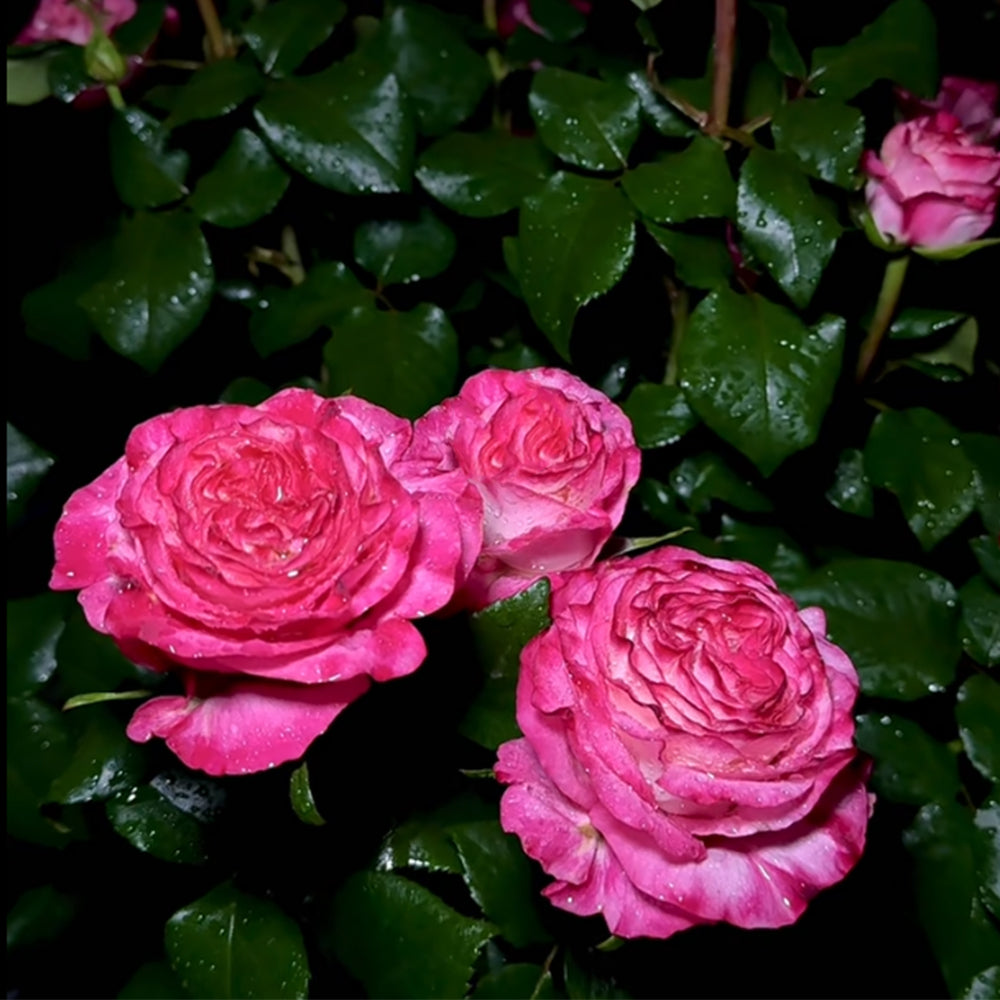 Enchantment Florist Shrub Rose