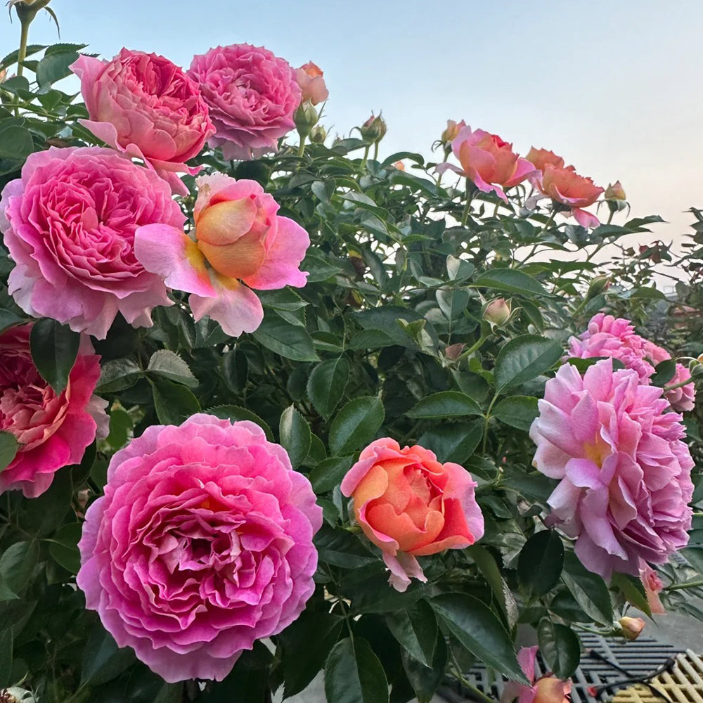 French Florist Shrub Rose Inspired by Esprit De Paris