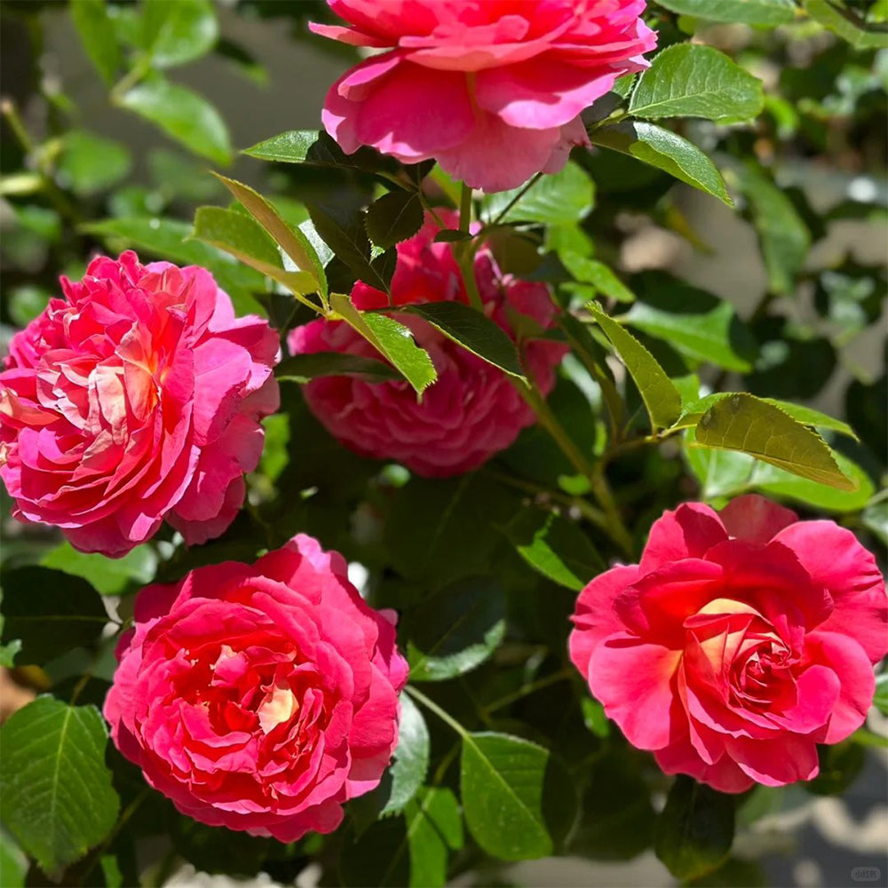 French Florist Shrub Rose Inspired by Esprit De Paris
