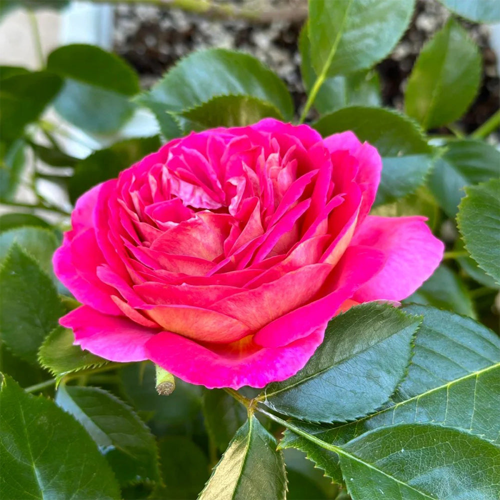 French Florist Shrub Rose Inspired by Esprit De Paris