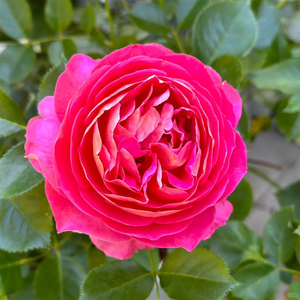 French Florist Shrub Rose Inspired by Esprit De Paris