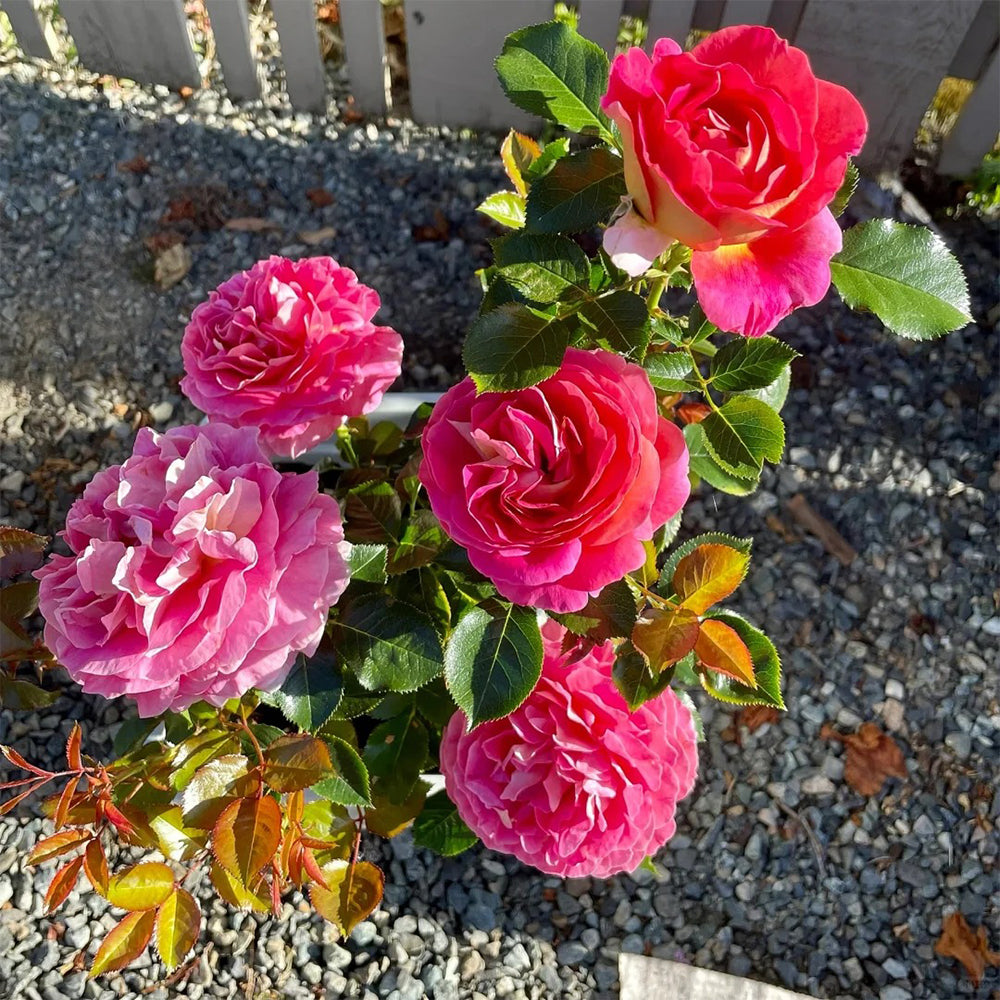 French Florist Shrub Rose Inspired by Esprit De Paris