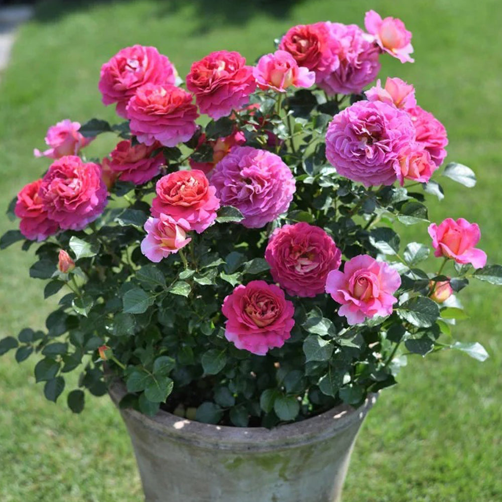 French Florist Shrub Rose Inspired by Esprit De Paris