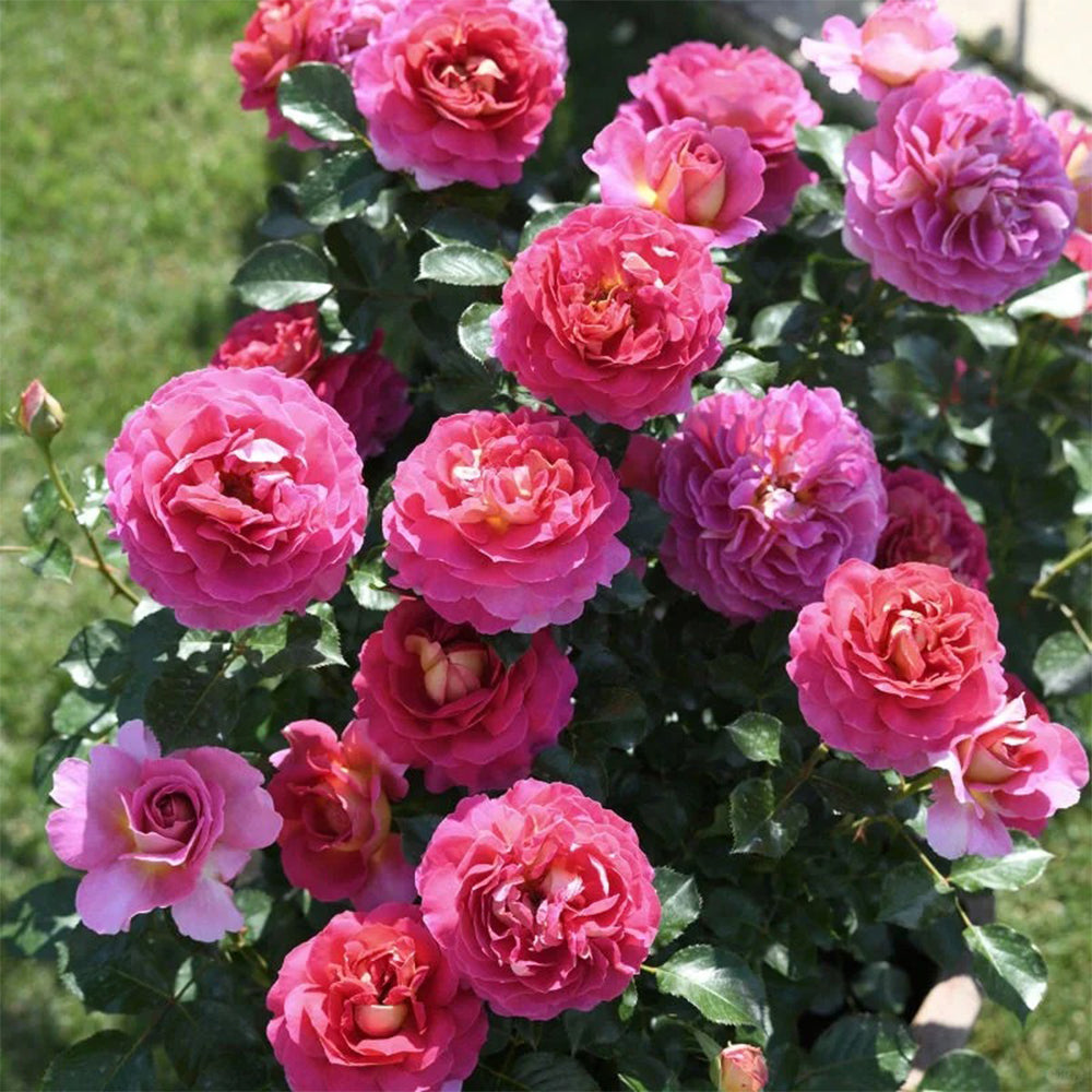 French Florist Shrub Rose Inspired by Esprit De Paris