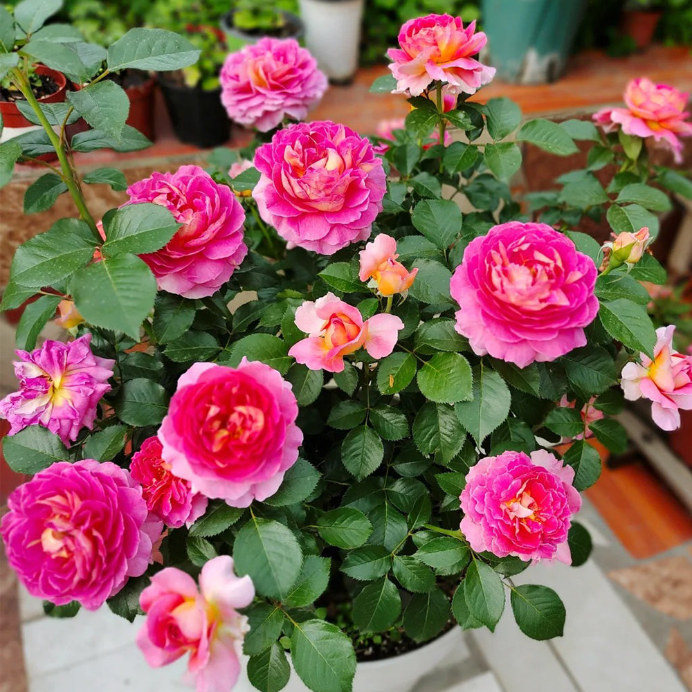 French Florist Shrub Rose Inspired by Esprit De Paris