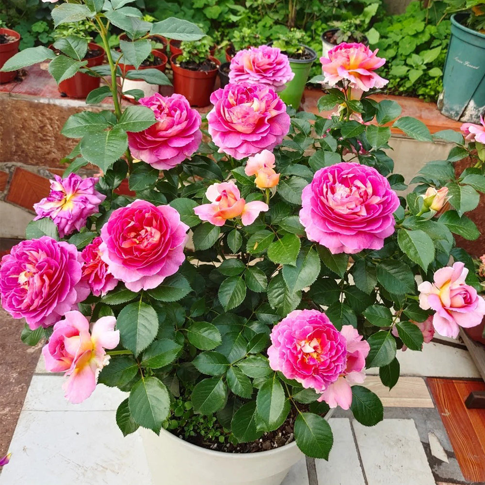 French Florist Shrub Rose Inspired by Esprit De Paris
