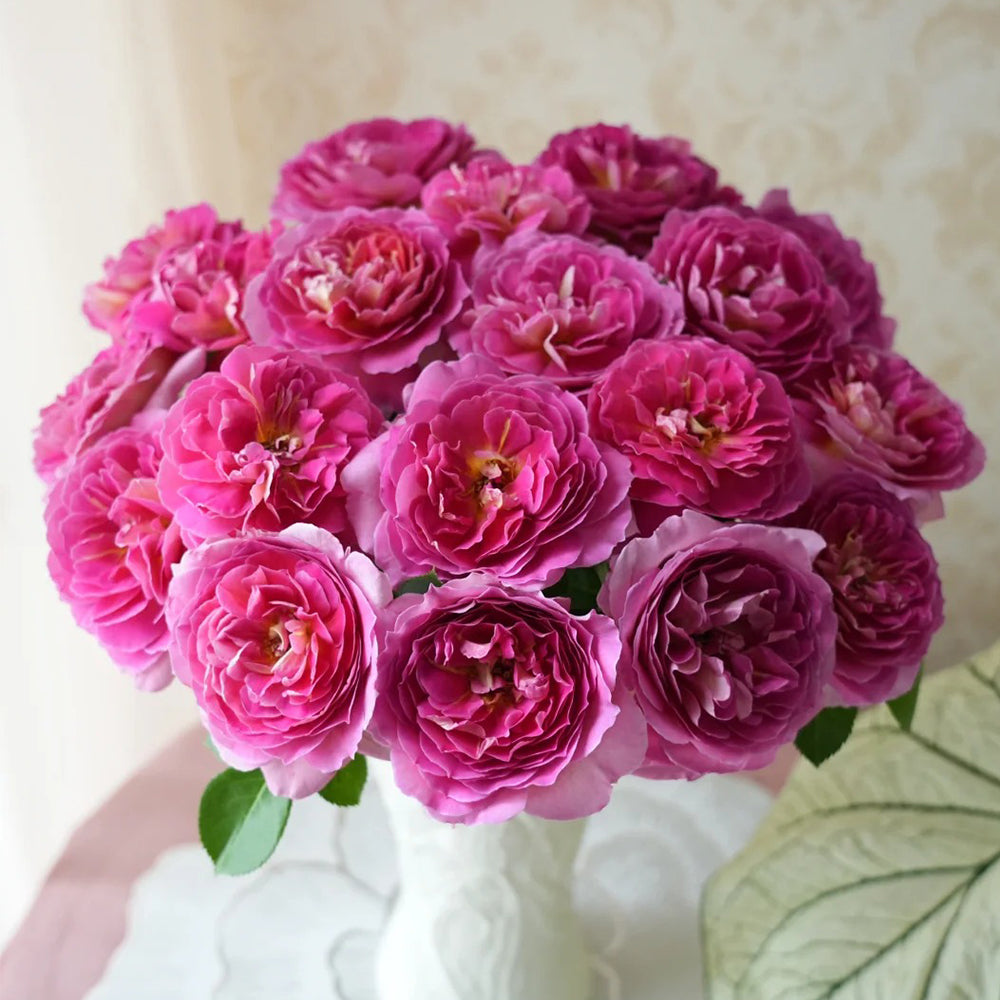 French Florist Shrub Rose Inspired by Esprit De Paris
