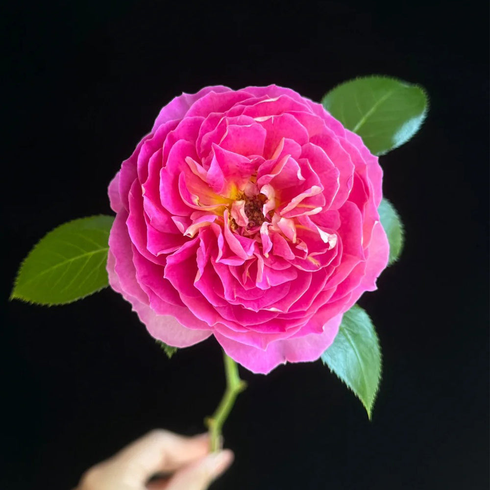 French Florist Shrub Rose Inspired by Esprit De Paris