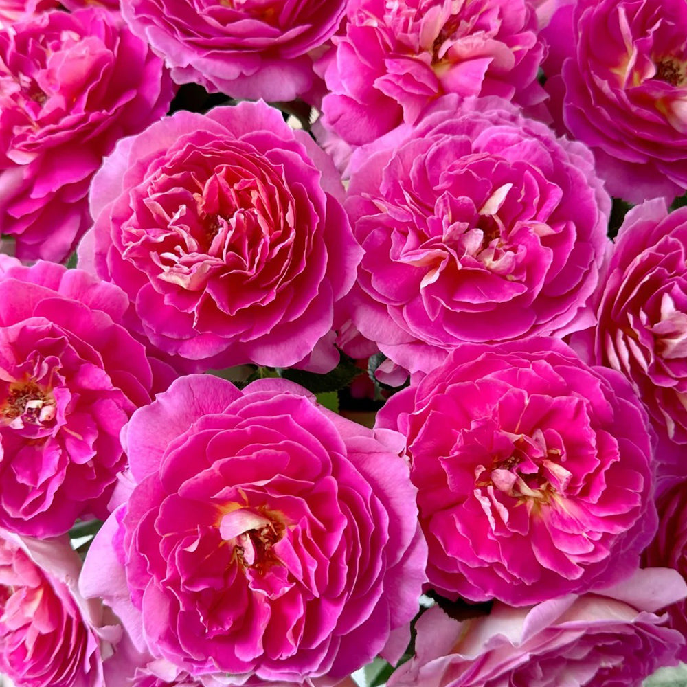 French Florist Shrub Rose Inspired by Esprit De Paris