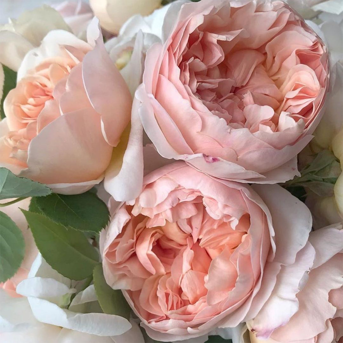 AUSsaucer English Garden Shrub Rose