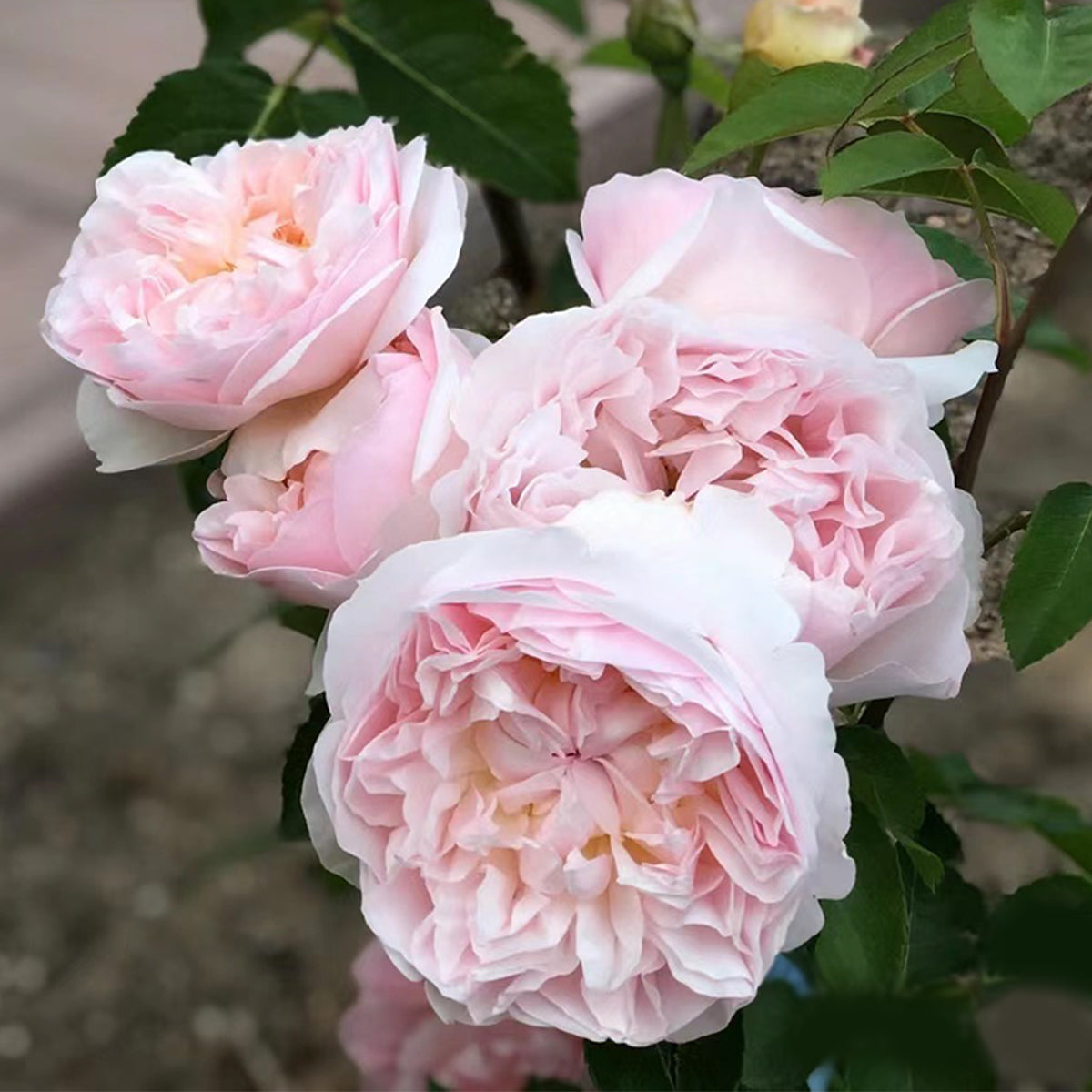 AUSsaucer English Garden Shrub Rose