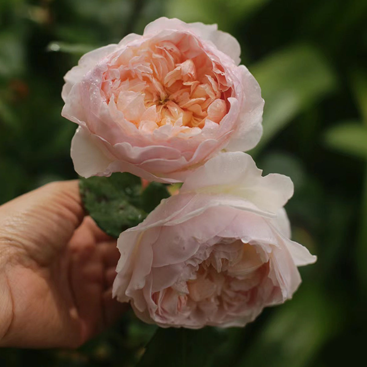 AUSsaucer English Garden Shrub Rose