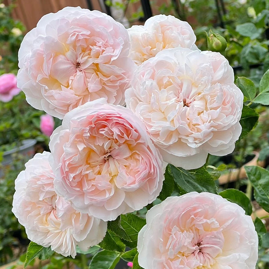 AUSsaucer English Garden Shrub Rose