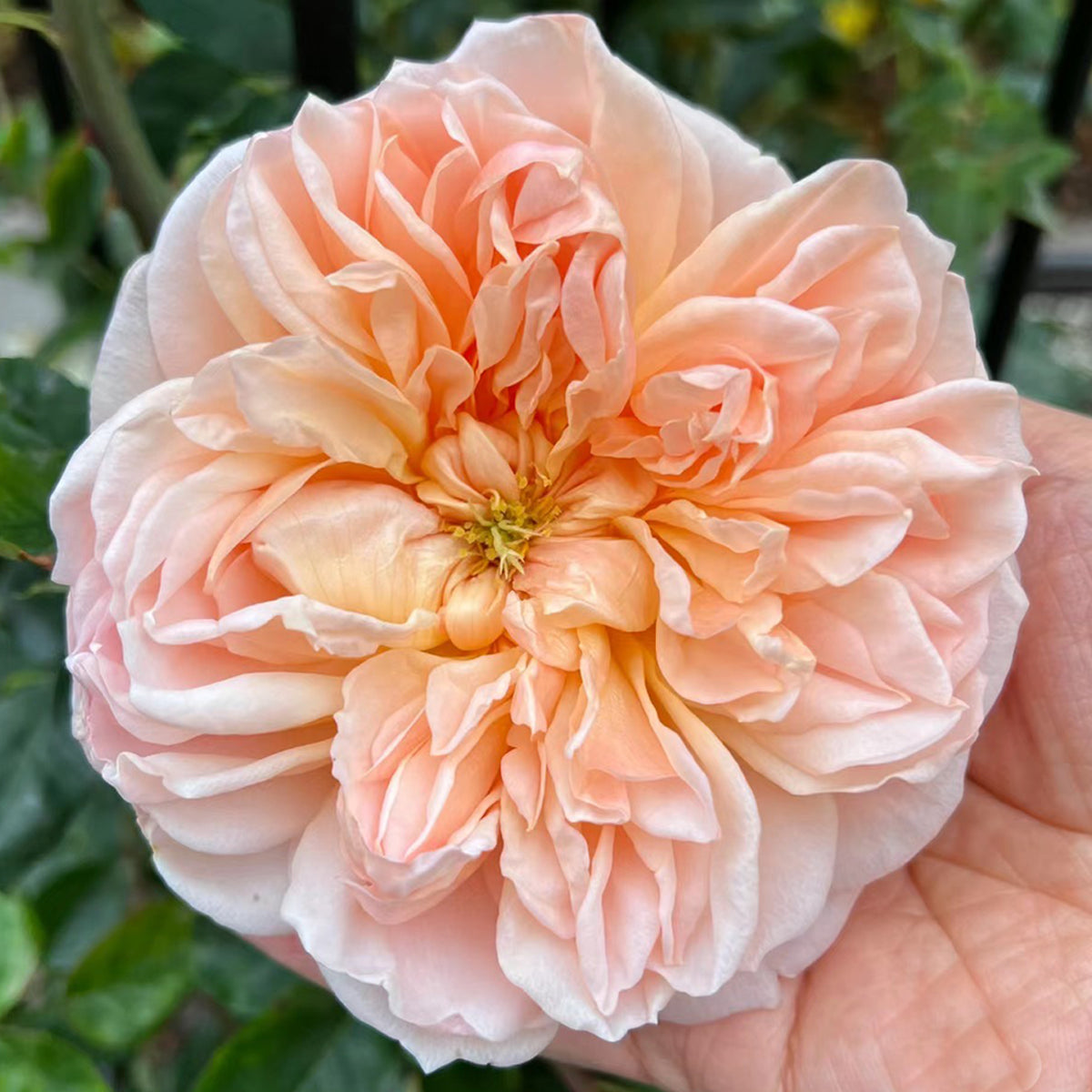 AUSsaucer English Garden Shrub Rose