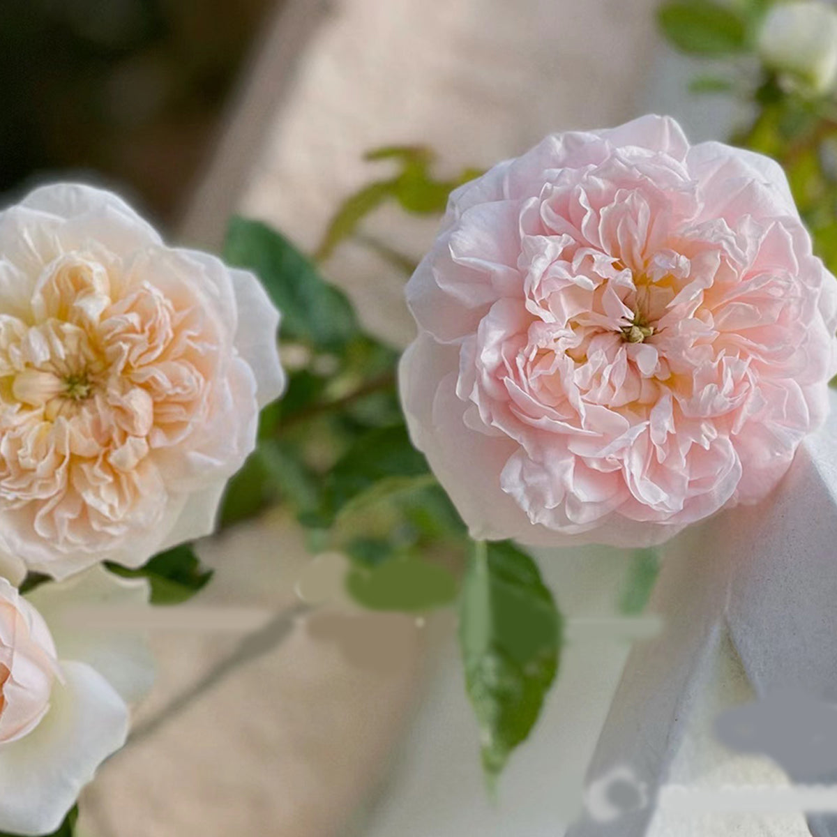 AUSsaucer English Garden Shrub Rose