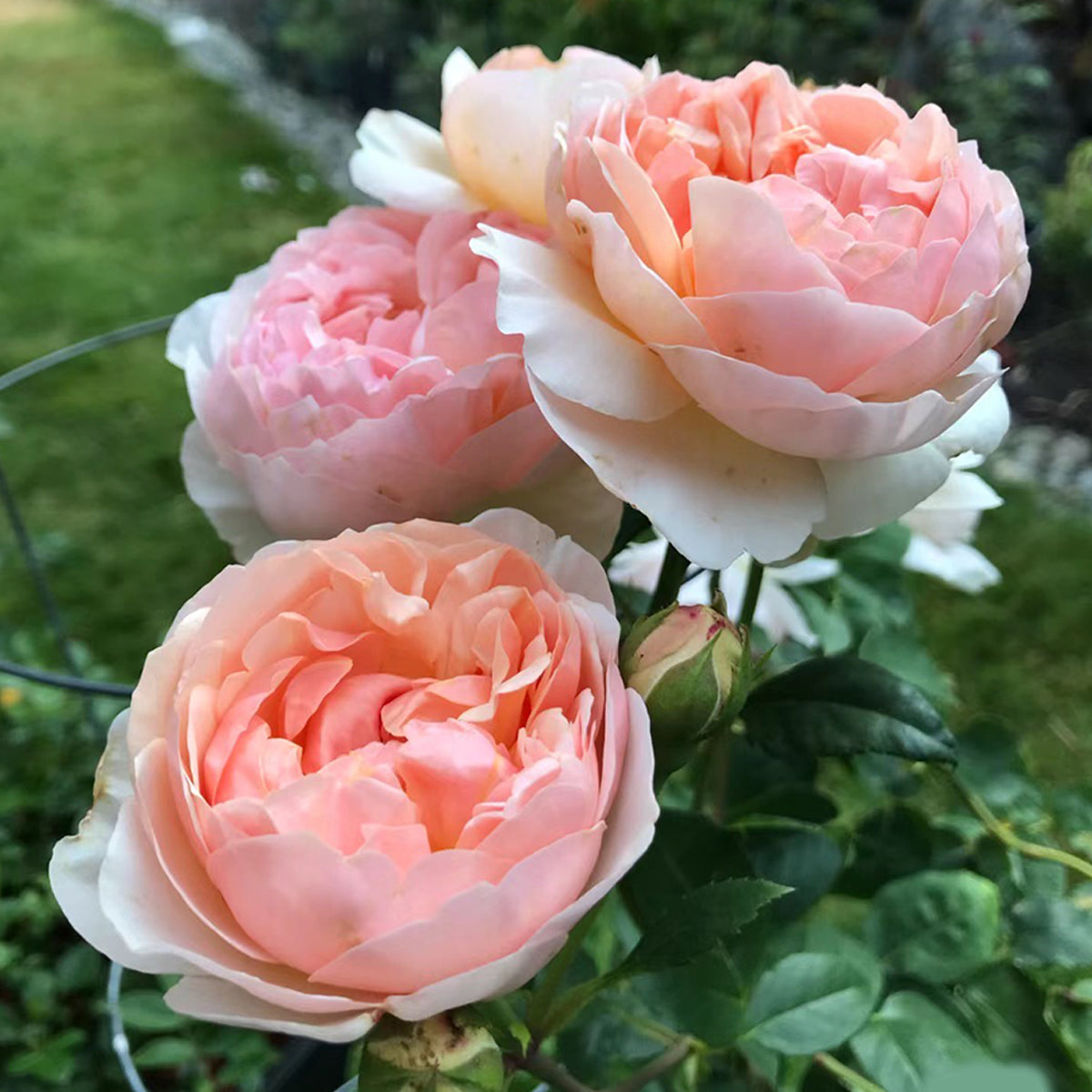 AUSsaucer English Garden Shrub Rose