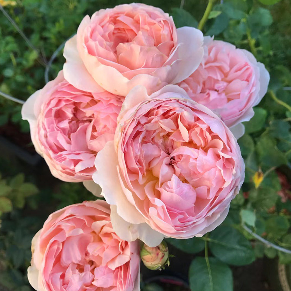 AUSsaucer English Garden Shrub Rose