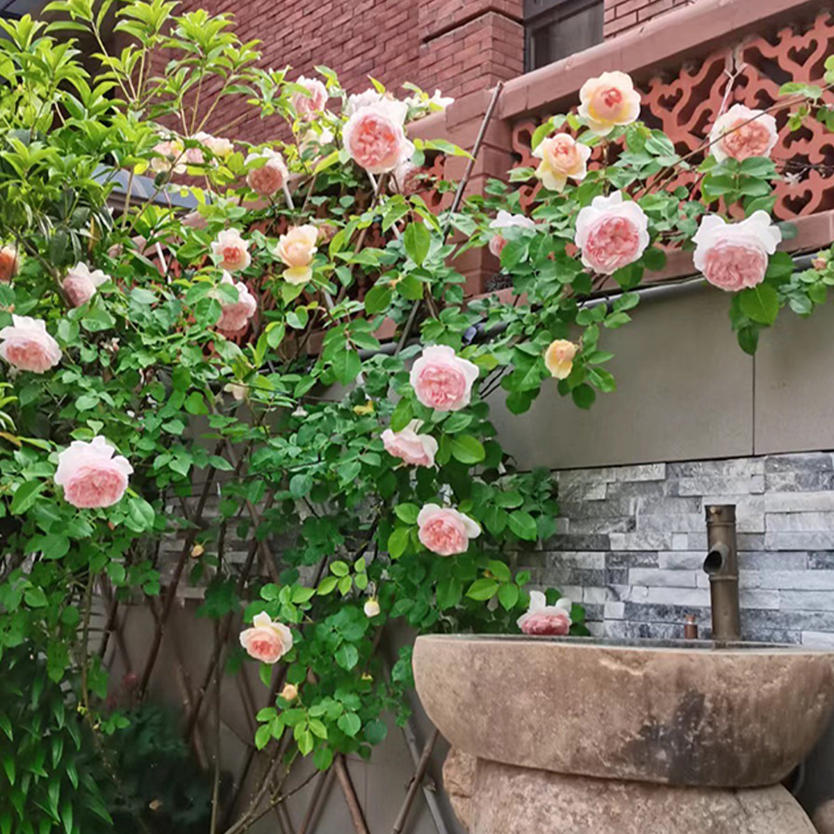 AUSsaucer English Garden Shrub Rose