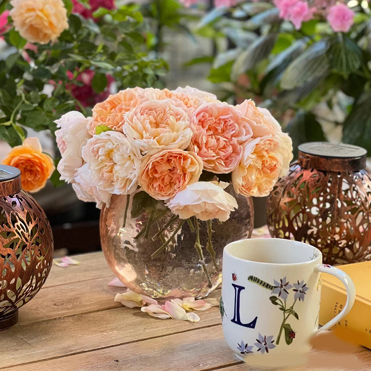 AUSsaucer English Garden Shrub Rose