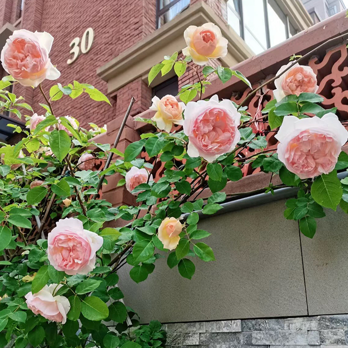 AUSsaucer English Garden Shrub Rose