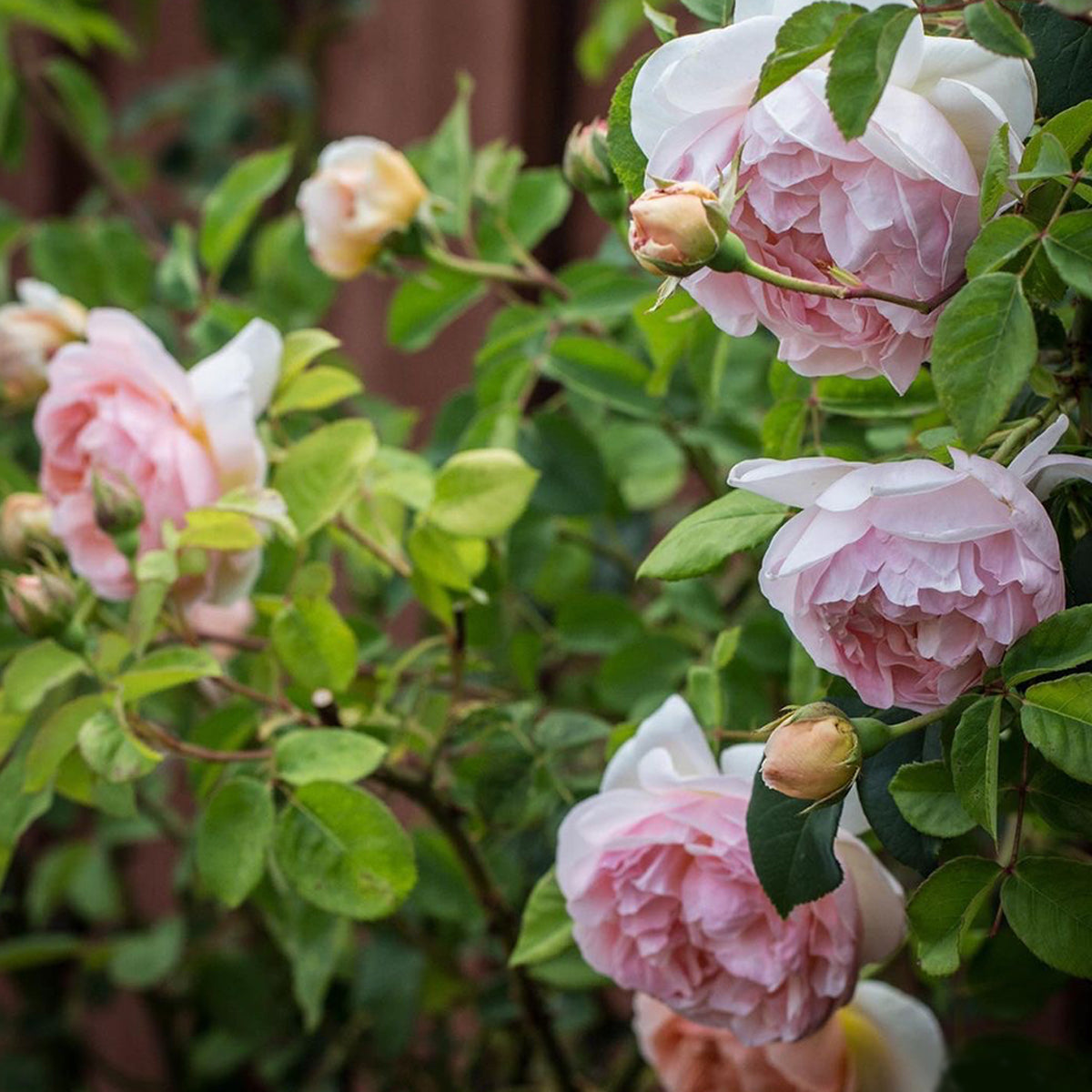 AUSsaucer English Garden Shrub Rose