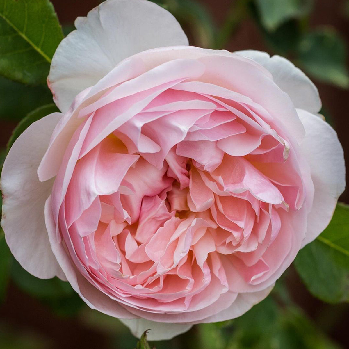 AUSsaucer English Garden Shrub Rose