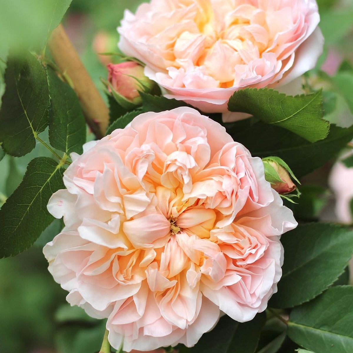 AUSsaucer English Garden Shrub Rose