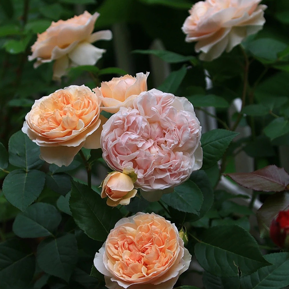 AUSsaucer English Garden Shrub Rose