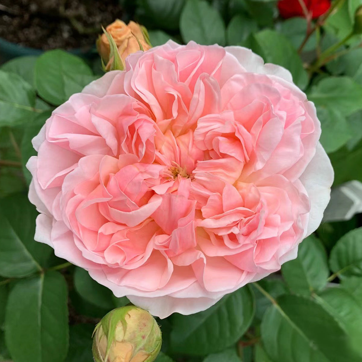 AUSsaucer English Garden Shrub Rose