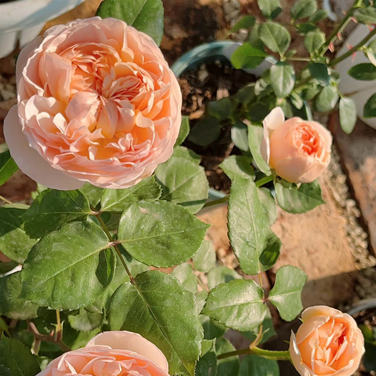 AUSsaucer English Garden Shrub Rose