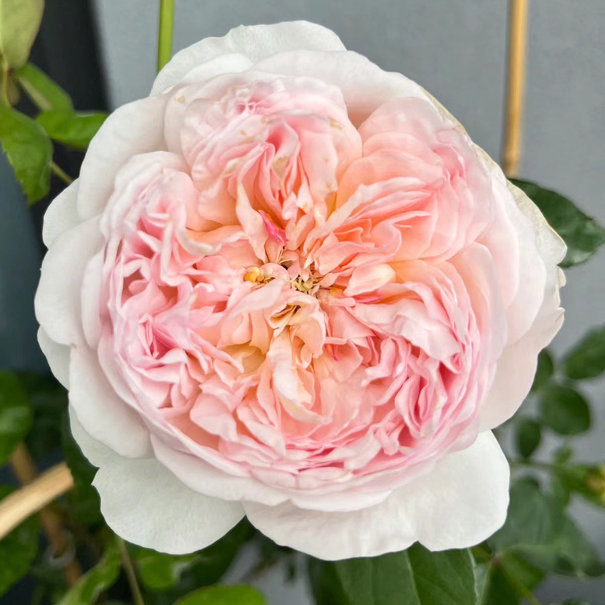 AUSsaucer English Garden Shrub Rose