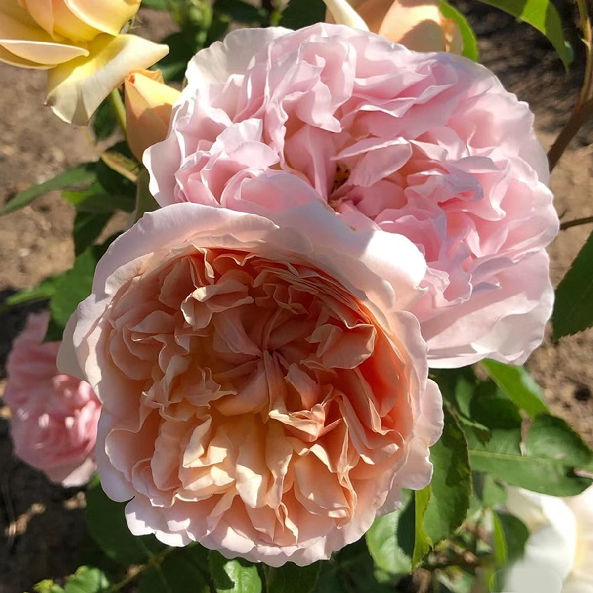 AUSsaucer English Garden Shrub Rose