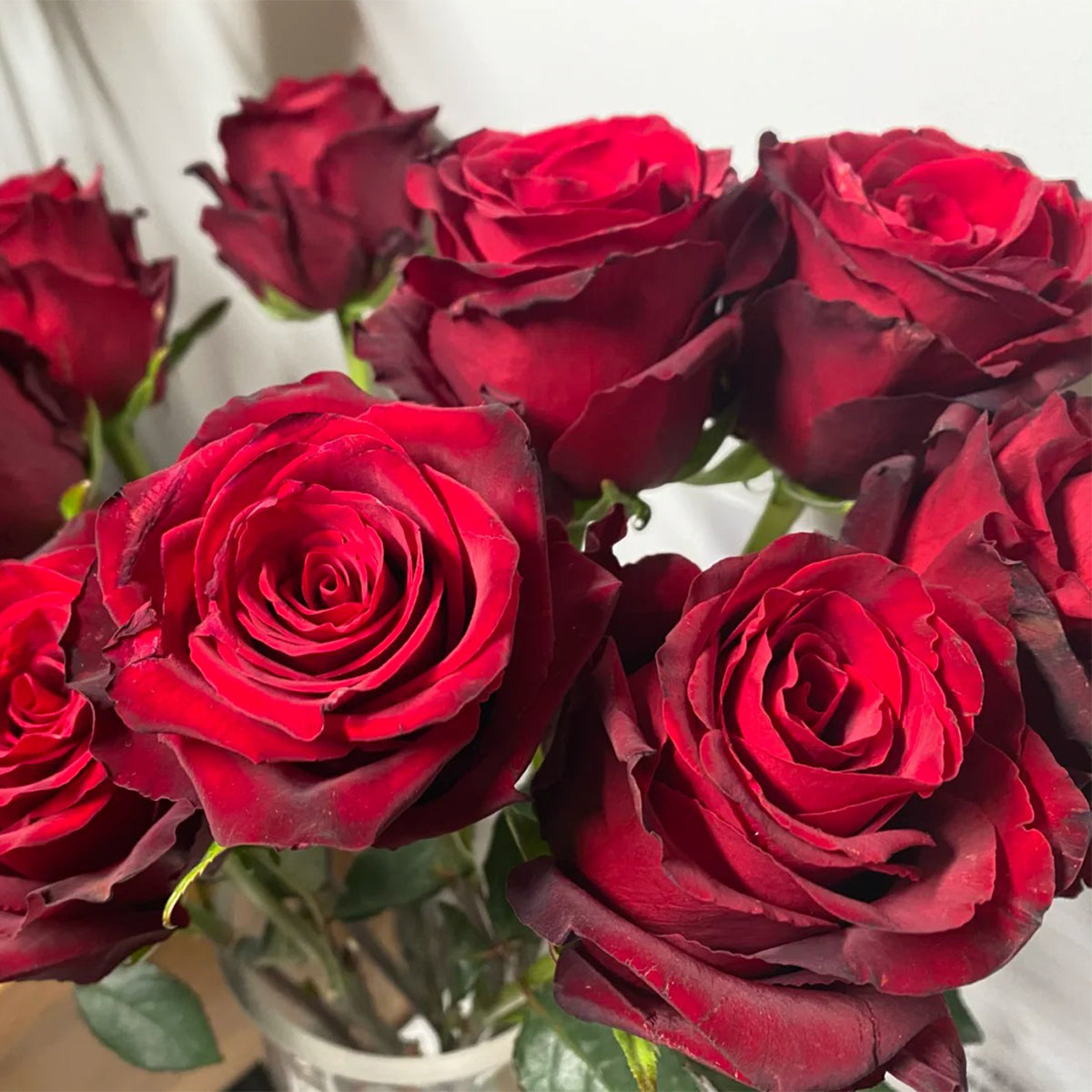 Explorer Dutch Florist Shrub Rose
