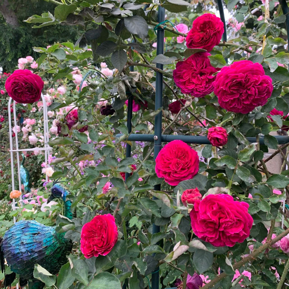 AUSverse English Garden Shrub Rose