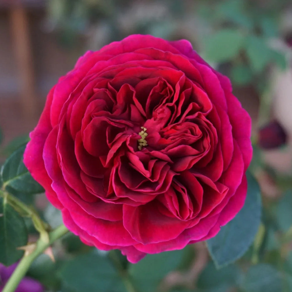AUSverse English Garden Shrub Rose