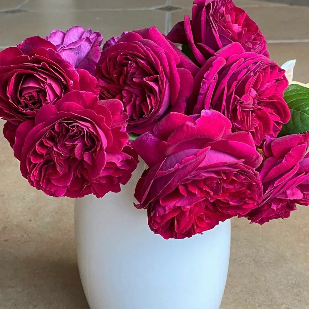 AUSverse English Garden Shrub Rose