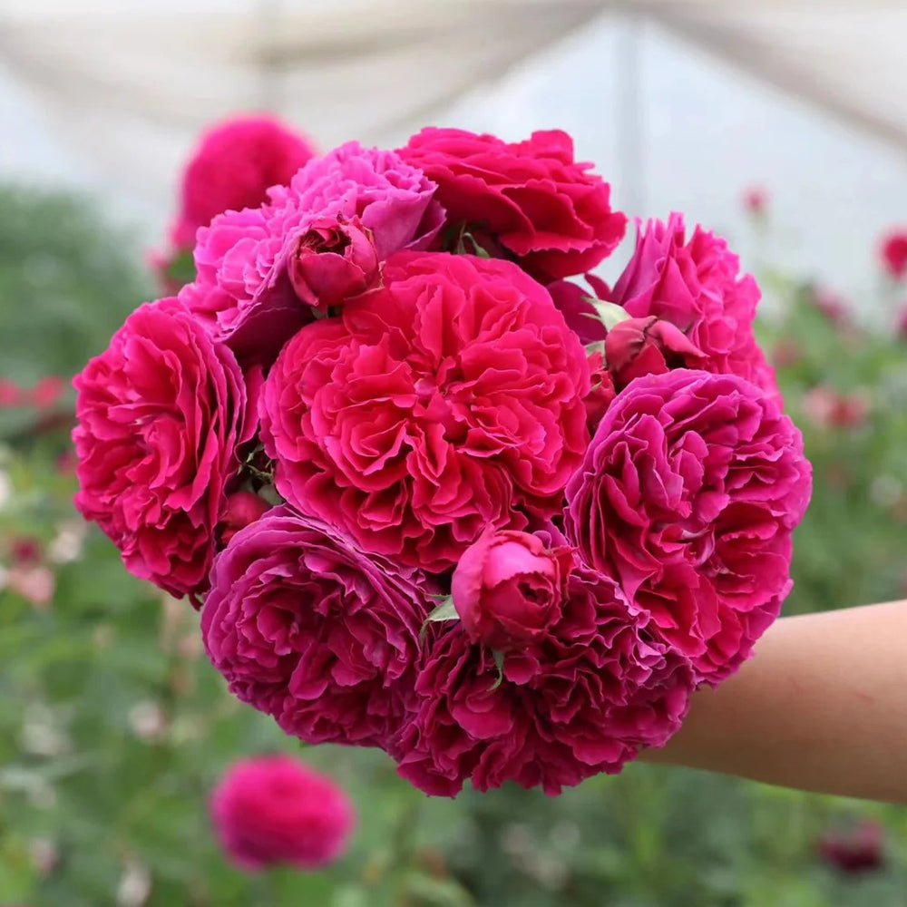AUSverse English Garden Shrub Rose
