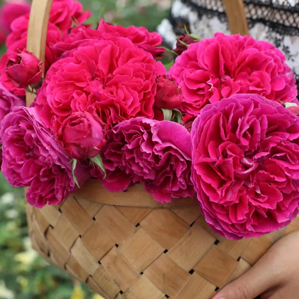 AUSverse English Garden Shrub Rose