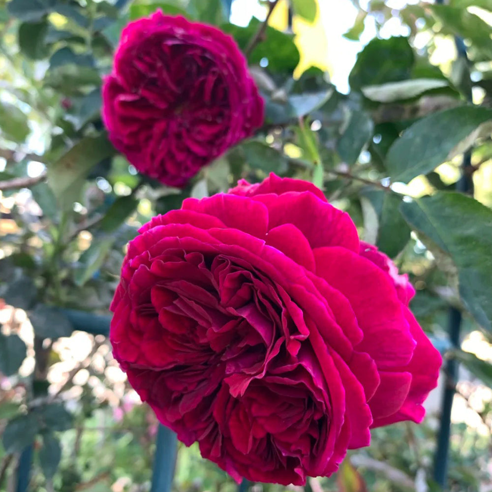 AUSverse English Garden Shrub Rose